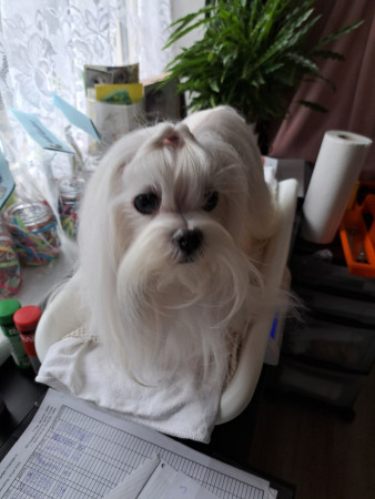 6-8-25 11.03 uur Charlotte uit de klit en schoon en gewogen